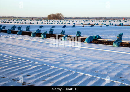 Protection contre le gel d'hiver polaire plante Jardin aménagement horticole Burscough, Lancashire, Royaume-Uni. Météo britannique. 25 mars, 2017. Frosty matin froid menace les cultures agricoles nouvellement plantés en molleton. Après une pénurie internationale de cultures de salade à la suite de mauvais temps en Espagne les agriculteurs locaux sont désireux d'obtenir leurs semis en cours. Tissu de polypropylène est utilisé comme paillis flottants pour protéger à la fois la fin et le début des récoltes et les plantes, tous, mais le plus grave, le froid et le gel. /AlamyLiveNews MediaWorldImages crédit ; Banque D'Images