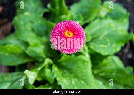 Berlin, Allemagne. Mar 20, 2017. A daisy peut être vu dans le jardin du Palais de Charlottenburg à Berlin, Allemagne, 20 mars 2017. Photo : Christophe Gateau/dpa/Alamy Live News Banque D'Images