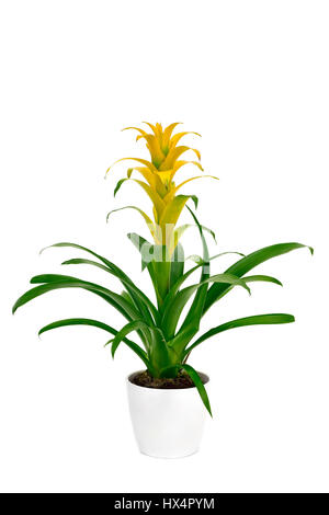 Un Bromélia jaune Guzmania plante dans un pot en céramique blanc, sur un fond blanc Banque D'Images