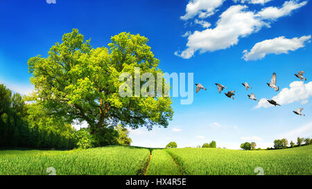 Grand chêne sur un champ vert, une scène ensoleillée avec ciel bleu profond et les nuages blancs, les oiseaux en plein vol et les voies menant à l'horizon Banque D'Images