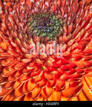 Dans l'oeil du gerbera orange colorés - fine art floral rouge de l'intérieur de la macro détaillée d'une fleur de gerbera, dans des textures détaillées avec l'humeur Banque D'Images