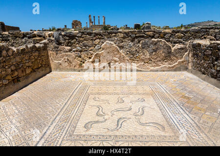 Volubilis, au Maroc. Mosaïques montrant des dauphins dans la chambre d'Orphée. Banque D'Images