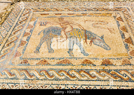 Volubilis, au Maroc. Mosaïque en maison de l'Acrobat. Banque D'Images