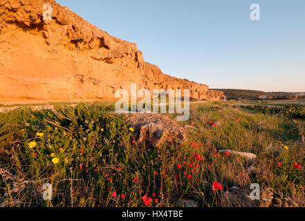 Fleurs de Printemps en fleurs sur la route de la péninsule d'Akamas, Paphos, Chypre région Banque D'Images