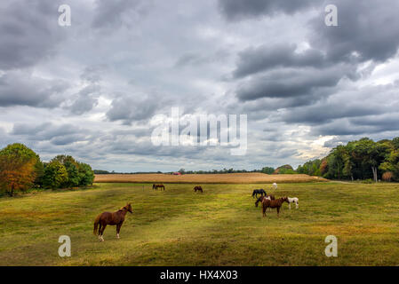 Les chevaux brouter tranquillement dans un champ sur une ferme près de Maryland coucher du soleil en automne Banque D'Images