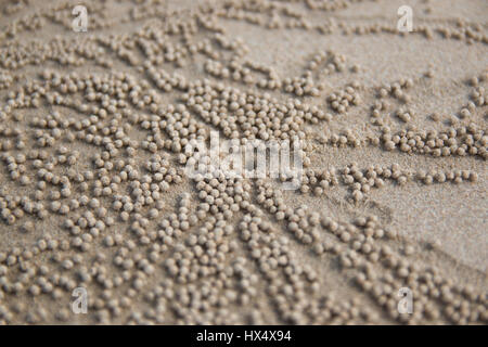Motif développés de petits crabes fantômes trous sur le sable de la plage Banque D'Images