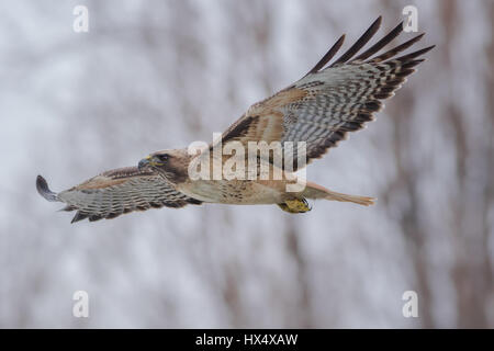 Un milieu urbain Red-Tailed Hawk de ma ville natale s'élance devant moi dans le marais après l'alimentation sur les proies. Cette espèce est extrêmement adaptable à des habitats urbains. Banque D'Images