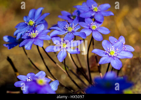 Blue Hepatica nobilis, alpine, Kidneywort Liverleaf ou hépatique Banque D'Images