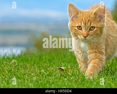 Curieux le gingembre tabby Kitten walking in meadow, portrait Banque D'Images