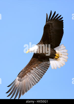 Close up of mature Bald Eagle planeur dans le ciel bleu Banque D'Images