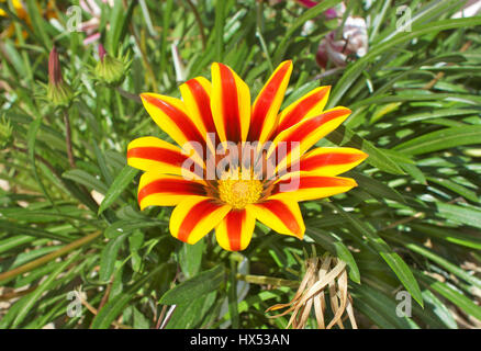 Gazania, vrais amoureux du soleil. Ses fleurs s'ouvrent à l'aube les jours de soleil et fermer avec le coucher du soleil Banque D'Images