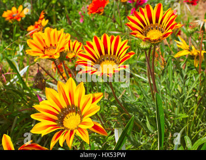 Gazania, vrais amoureux du soleil. Ses fleurs s'ouvrent à l'aube les jours de soleil et fermer avec le coucher du soleil Banque D'Images