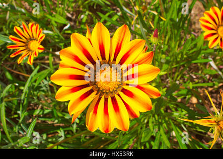 Gazania, vrais amoureux du soleil. Ses fleurs s'ouvrent à l'aube les jours de soleil et fermer avec le coucher du soleil Banque D'Images