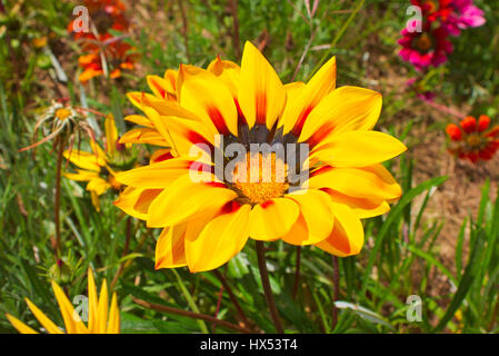 Gazania, vrais amoureux du soleil. Ses fleurs s'ouvrent à l'aube les jours de soleil et fermer avec le coucher du soleil Banque D'Images