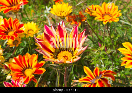 Gazania, vrais amoureux du soleil. Ses fleurs s'ouvrent à l'aube les jours de soleil et fermer avec le coucher du soleil Banque D'Images