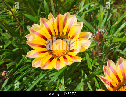 Gazania, vrais amoureux du soleil. Ses fleurs s'ouvrent à l'aube les jours de soleil et fermer avec le coucher du soleil Banque D'Images