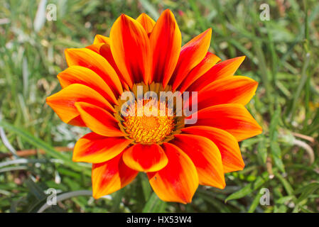 Gazania, vrais amoureux du soleil. Ses fleurs s'ouvrent à l'aube les jours de soleil et fermer avec le coucher du soleil Banque D'Images