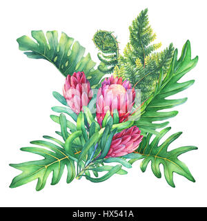 Illustration d'un bouquet de fleurs rose Protea et plantes tropicales. La main de l'aquarelle sur fond blanc. Banque D'Images