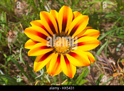 Gazania, vrais amoureux du soleil. Ses fleurs s'ouvrent à l'aube les jours de soleil et fermer avec le coucher du soleil Banque D'Images