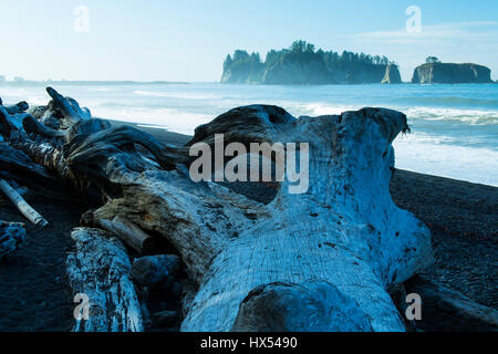 Close up de dérive. La plage de la Push Rialto Washington USA Olympic National Park Banque D'Images