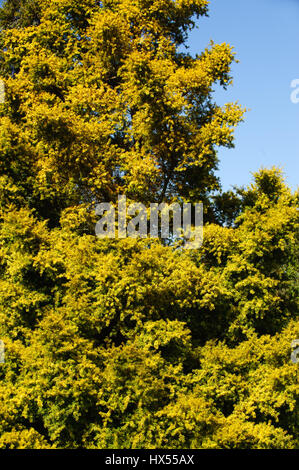 Les salicaceae arbre sur une journée ensoleillée de printemps ( famille du saule plante) Banque D'Images