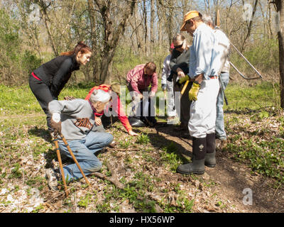 Un groupe de volontaires à apprendre à identifier et retirer les plantes envahissantes dans une forêt au printemps.. Banque D'Images