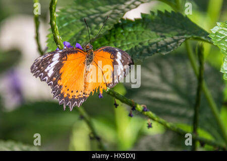 Chrysope Leopard papillon à Cecil B jour Centre Papillon Callaway Gardens, la Géorgie. Banque D'Images