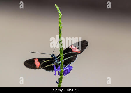 Le facteur Longwing papillon sur fleur en Porterweed Cecil B jour Butterfly Center at Callaway Gardens. Banque D'Images