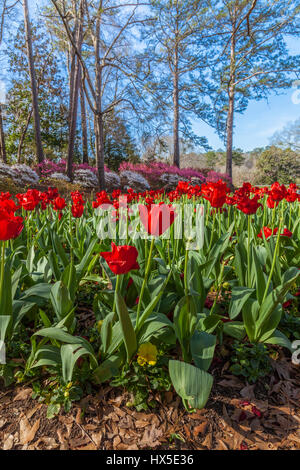 Tulipes en face de Azalea donnent sur le jardin à Callaway Gardens en Géorgie. Banque D'Images