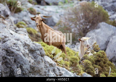 Chèvres mâles et femelles dans les montagnes sur la côte, l'île de Kalymnos, Grèce Banque D'Images