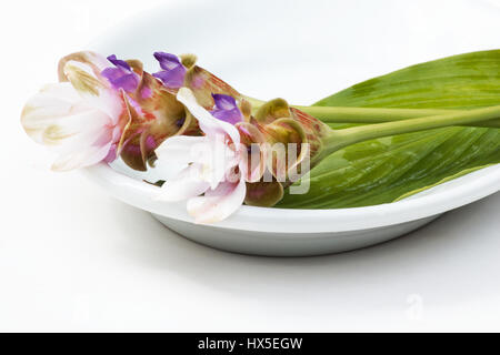 Le curcuma fleurs sur fond blanc Banque D'Images