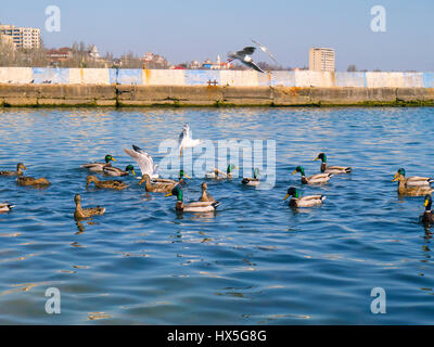 La belle les canards et les mouettes sur la mer Banque D'Images