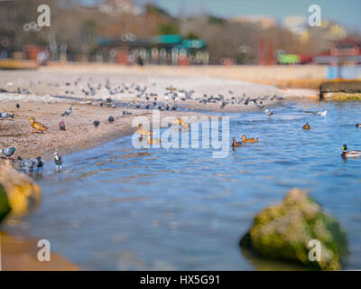 Les mouettes nice, canards, pigeons sur la mer Noire Banque D'Images