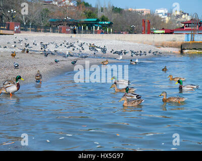 La belle les canards et les mouettes sur la mer Banque D'Images