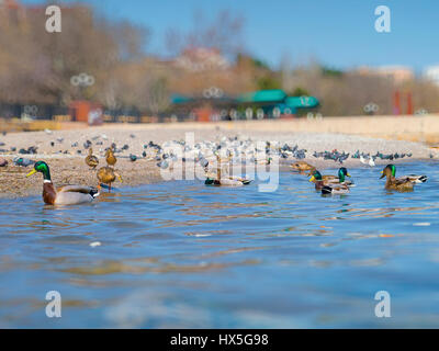 La belle les canards et les mouettes sur la mer Banque D'Images