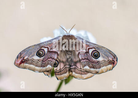 Gros plan d'une belle espèce d'Empereur. Banque D'Images