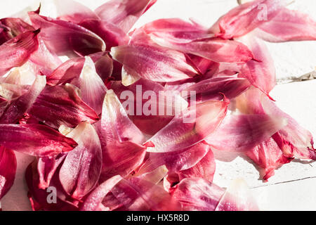 Fleur de tulipe rouge disposés au hasard feuilles sur fond de bois blanc Banque D'Images