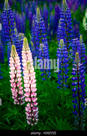 Et lupin bleu rose fleurs près de Bar Harbor, dans le Maine. Banque D'Images