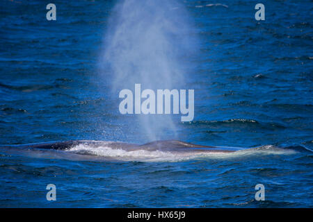 Le petit rorqual bleu vif à l'océan au large de la côte du Maine. Banque D'Images