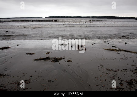 Un rivage sablonneux sur un jour gris, or près de Bar Harbor, Maine. Banque D'Images