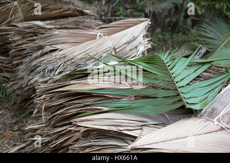 Feuilles de palmier séchées au bord de la route, aux Seychelles Banque D'Images