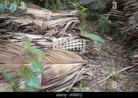 Feuilles de palmier séchées au bord de la route, aux Seychelles Banque D'Images