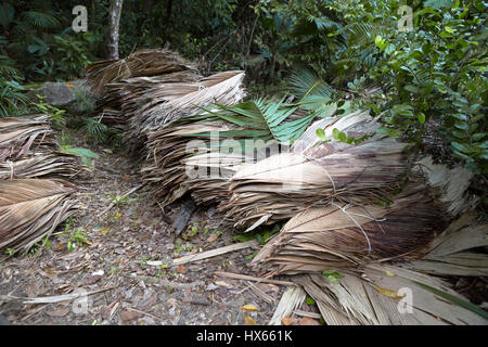 Feuilles de palmier séchées au bord de la route, aux Seychelles Banque D'Images