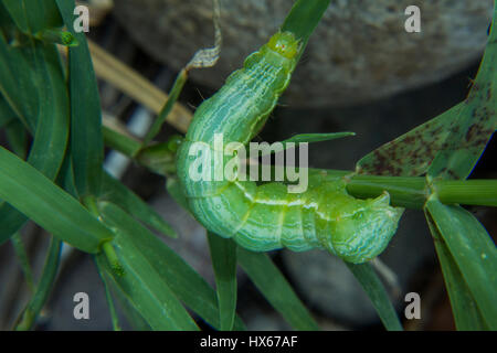 Caterpillar Banque D'Images