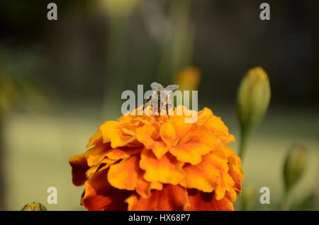 abeille sur marigold Banque D'Images