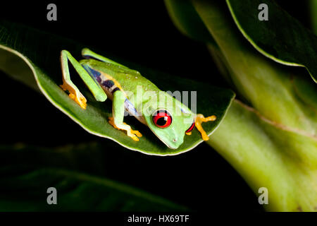 Red eyed tree frog sur feuille de bananier Banque D'Images