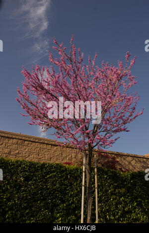 Arbre rose de cornouiller Banque D'Images