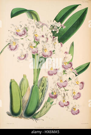 Cette illustration botanique de Warner et Williams 'Select Orchid plants' présente *Odontoglossum pendule*, une espèce d'orchidée prisée pour son aspect exotique et sa structure délicate. Banque D'Images