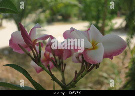 Fleurs de frangipanier, plumeria sont plus odorantes de nuit afin d'attirer sphinx pour polliniser eux. L'arbuste ou petit arbre avec geogeous fleurs. Banque D'Images