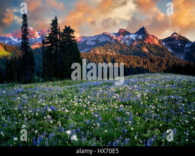 Lever du soleil avec des fleurs sauvages et Tatoosh Mountains. Mt. Rainier National Park, Washington Banque D'Images